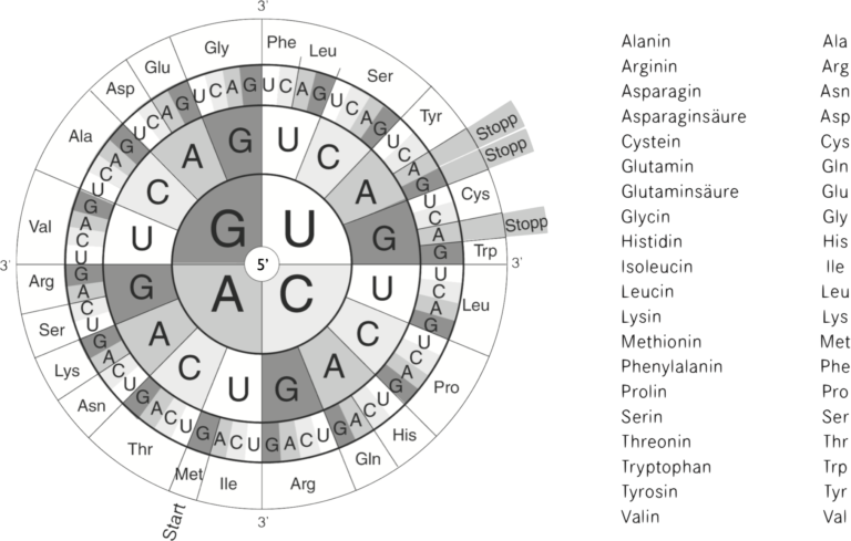 Folge Der Genetische Code Dna Genetik Teil